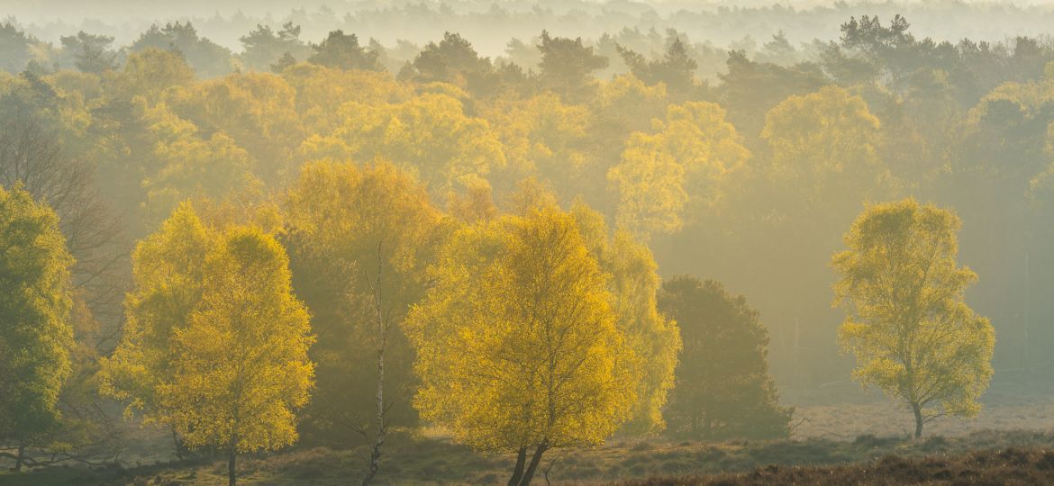 Uitzicht bomen