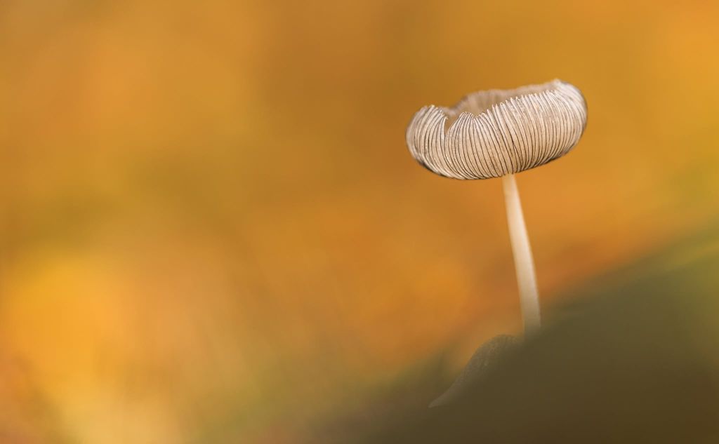 Yin yoga workshop- Herfst